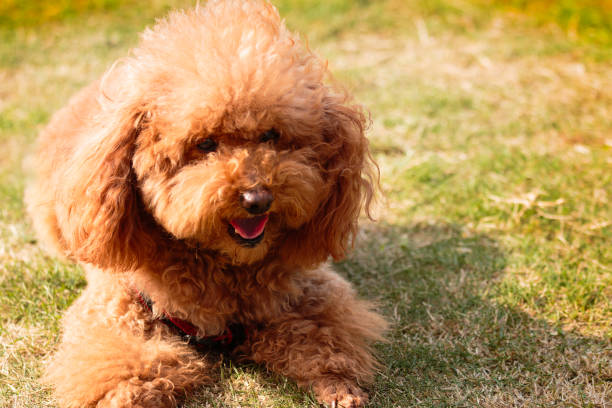 istock Doggy Puppy 943715424