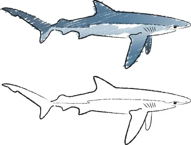 Vector illustration of Blue Shark Pastel Sketch