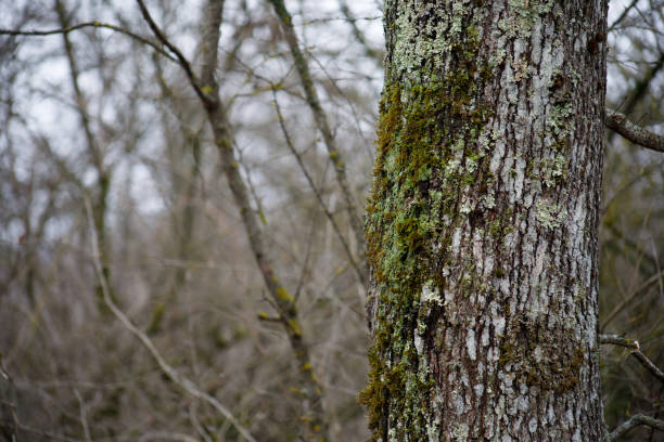 tree with moss on roots in a green forest or moss on tree trunk. Tree bark with green moss. Azerbaijan nature. Selective focus.