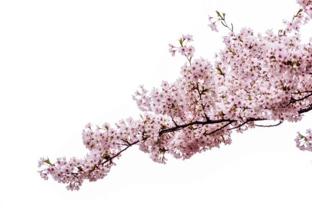 istock cherry blossoms in seoul south korea 943726910