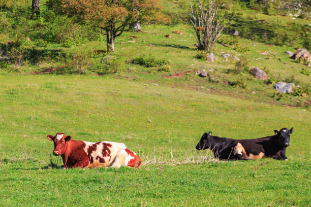 istock Cows lies in the meadow 943738722