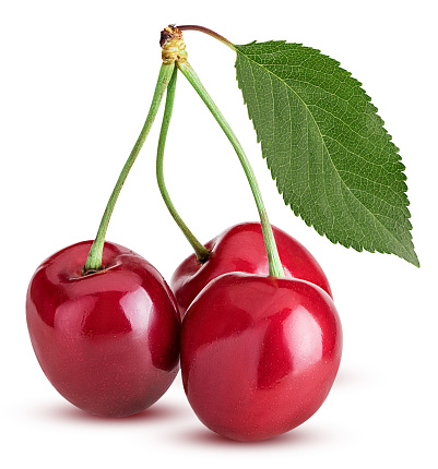 Sweet cherry berry, three on a branch with green leaf isolated on white background. Clipping Path