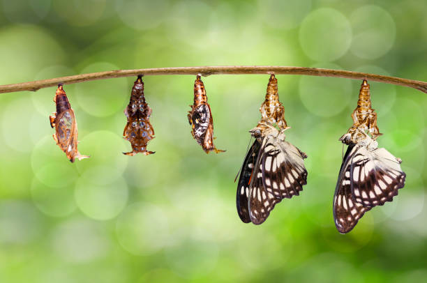 trasformazione dalla crisalide della farfalla sergente dalle vene nere ( athyma ranga ) appesa al ramoscello - nymphalid foto e immagini stock