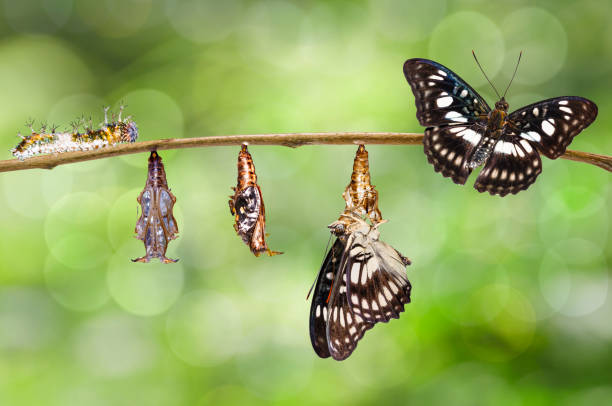 istock Transformation from caterpillar , chrysalis of Black-veined sergeant butterfly ( Athyma ranga ) hanging on twig 943740474