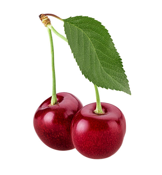 istock Sweet cherry berry, two on a branch with leaf 943740502