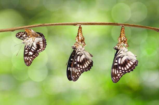istock Transformation of emerged Black-veined sergeant butterfly ( Athyma ranga ) from chrysalis hanging on  twig 943740576