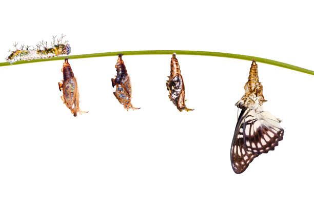 istock Isolated transformation from caterpillar , chrysalis of Black-veined sergeant butterfly ( Athyma ranga ) hanging on twig 943740668