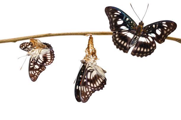 istock Isolated transformation of black-veined sergeant butterfly ( Athyma ranga ) on twig 943740684