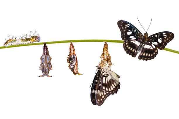 istock Isolated transformation from caterpillar , chrysalis of Black-veined sergeant butterfly ( Athyma ranga ) hanging on twig 943740702