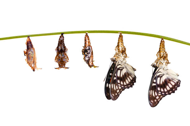 istock Isolated transformation from chrysalis of Black-veined sergeant butterfly ( Athyma ranga ) hanging on twig 943740746