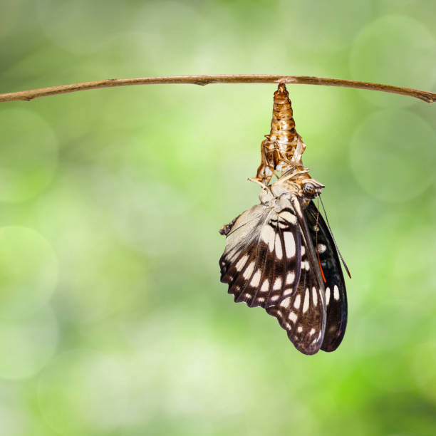 istock Black-veined sergeant butterfly ( Athyma ranga ) emerging and hanging on chrysalis 943742838