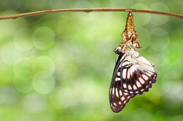emerso di farfalla sergente dalle vene nere (athyma ranga) da crhrysalis habging sul ramoscello - nymphalid foto e immagini stock