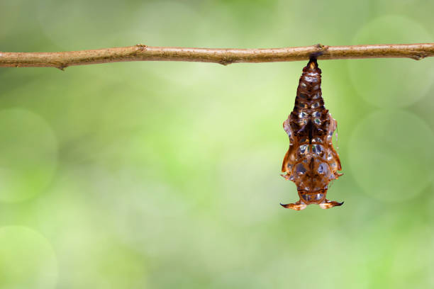 Chrysalis of Black-veined sergeant butterfly ( Athyma ranga ) hanging on twig in garden