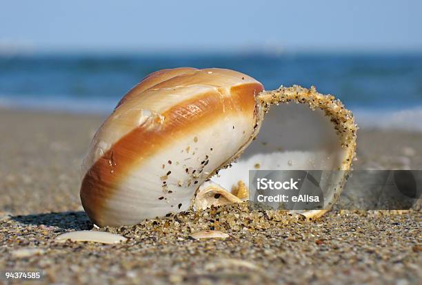 Muszla Na Plaży - zdjęcia stockowe i więcej obrazów Bez ludzi - Bez ludzi, Bivalvia, Bliskie zbliżenie