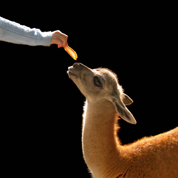 alpaca - zoo child llama animal imagens e fotografias de stock