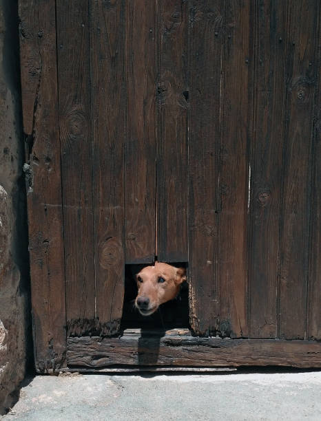 istock Dog poking his head through a hole 943746448