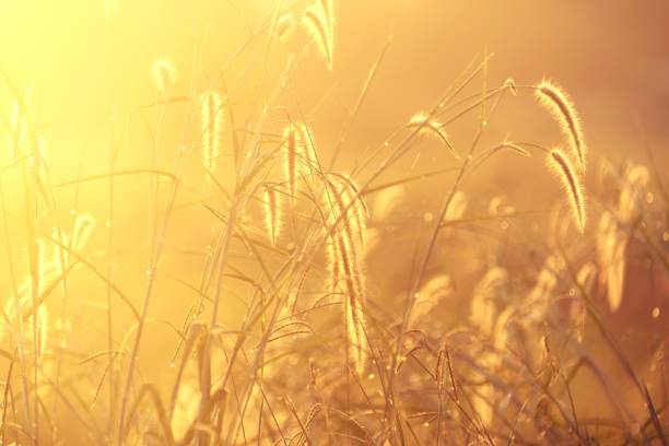 istock Grass flower sunshine on sunset background, vintage filter image 943747364