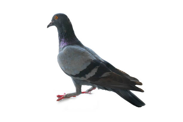 istock dove freedom  isolated on white background 943749388