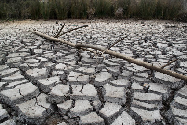 istock Branch in dried out dam 943754234