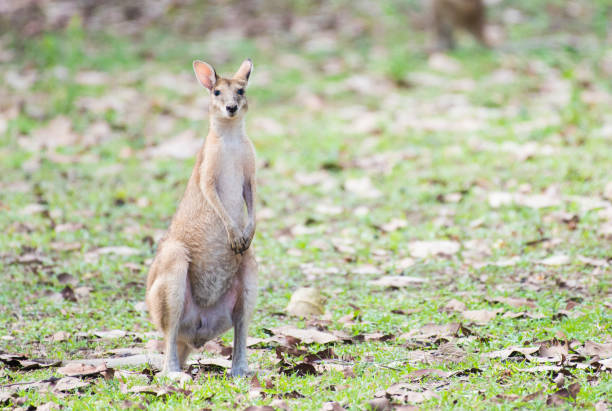 alerta de wallaby ágil pie para cámara - agile wallaby fotografías e imágenes de stock