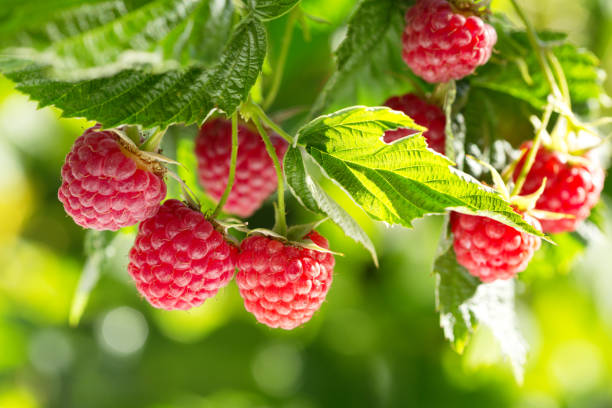 ripe raspberries in a garden branch of ripe raspberries in a garden raspberry stock pictures, royalty-free photos & images