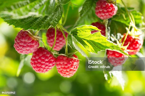 Ripe Raspberries In A Garden Stock Photo - Download Image Now - Raspberry, Plant, Bush