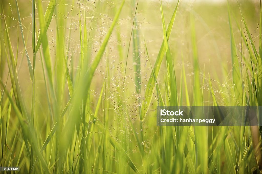 Gras Hintergrund - Lizenzfrei Abstrakt Stock-Foto