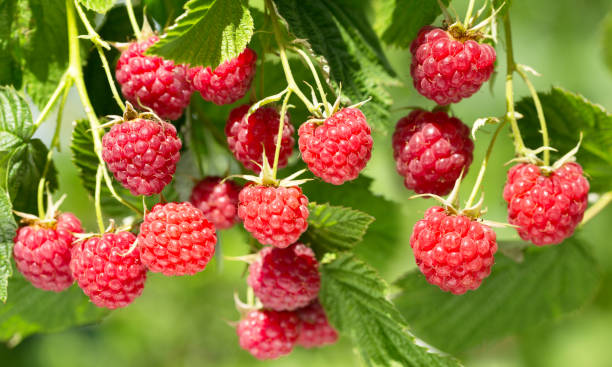 istock ripe raspberries in a garden 943758012