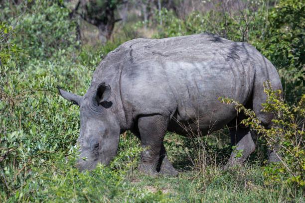 istock Zimbabwe: Southern White Rhinoceros 943758090