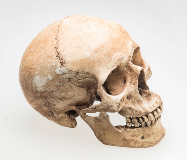 istock Model of human skull, isolated on white 943758386
