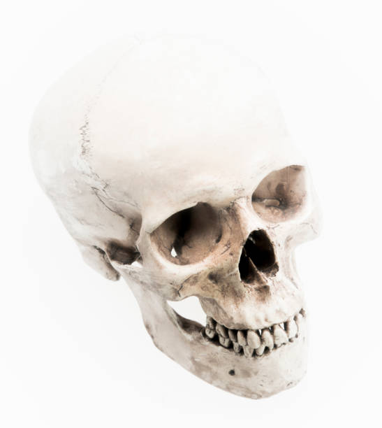 istock Model of human skull, isolated on white 943758550