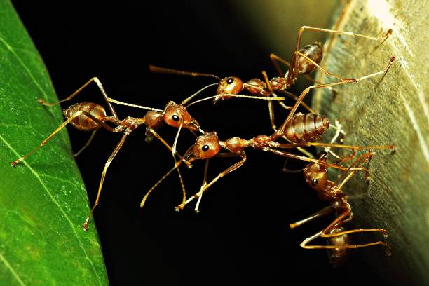 istock Ant's bridge, ant trying to cross to other side. 943759418