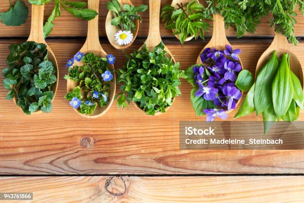 Fresh Wild Edible Spring Herbs On Wooden Spoons Stock Photo - Download Image Now - Herbal Medicine, Herb, Alternative Medicine