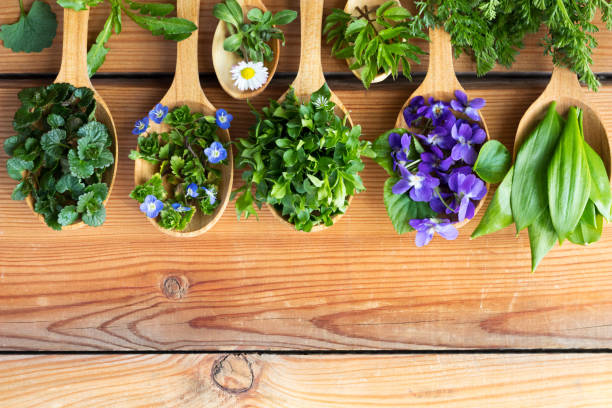 fresh wild edible spring herbs on wooden spoons - herbal medicine herb alternative medicine medicine imagens e fotografias de stock