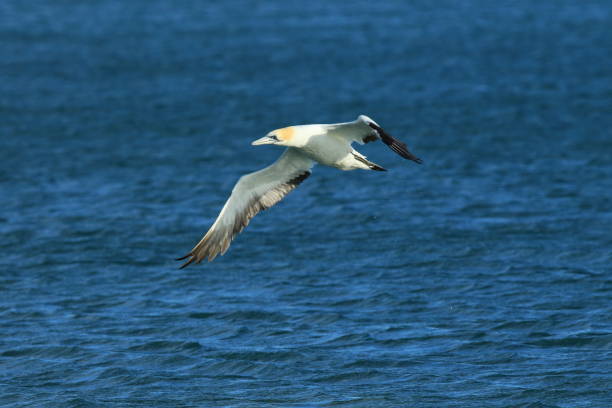 istock Australasian Gannet, New Zealand 943762440