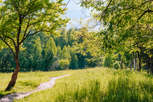 Sunny summer forest with green grass and trees