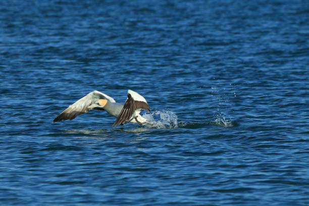 istock Australasian Gannet, New Zealand 943765050