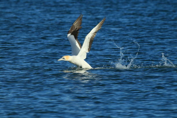 istock Australasian Gannet, New Zealand 943765340