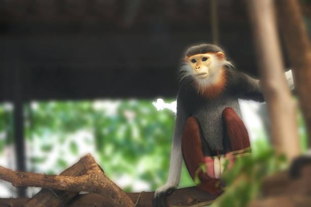 istock Langur monkey sits and hold branch of tree ,looking for something,poor 943765428
