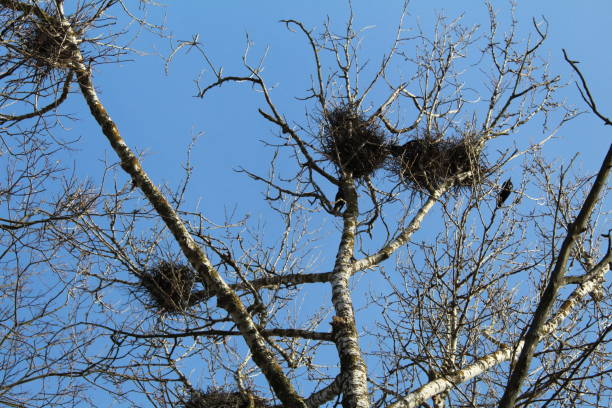 istock Birds nest in trees in early spring. 943765906