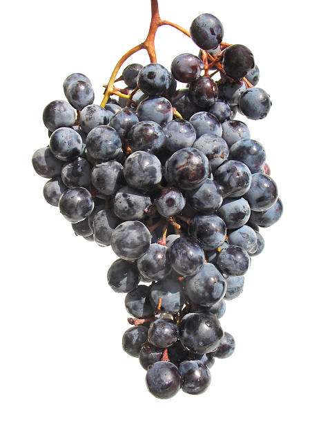번치 of 어둡습니다 포도 - grape bunch cabernet sauvignon grape isolated 뉴스 사진 이미지