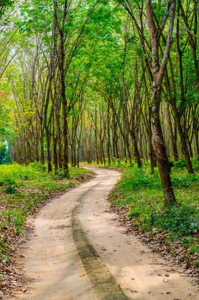 istock rubber plantation in Thailand 943768750