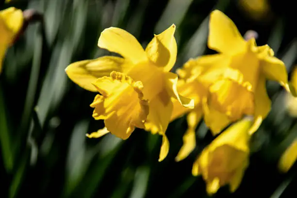 Yellow flowers (narcissus) in city park