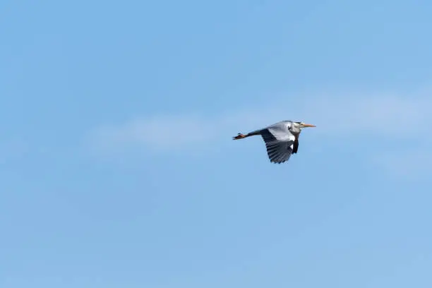 Grey Heron, Ardea Cinerea, in powerful flight against a blue sky