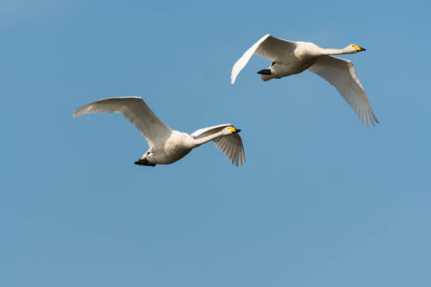 istock Pair of flying white swans 943772394