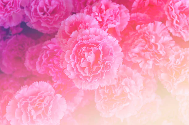 istock rose flower background for Valentine's Day 943772536