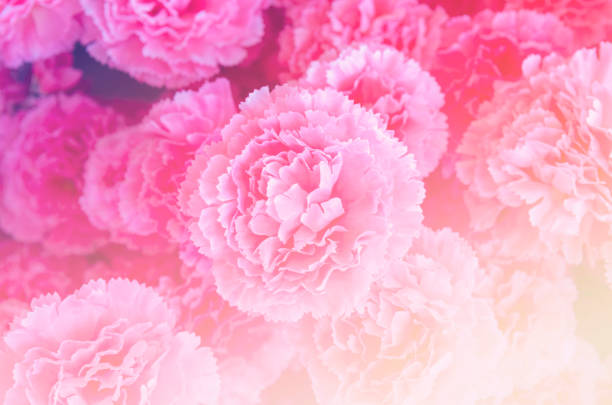 rose flower background for Valentine's Day