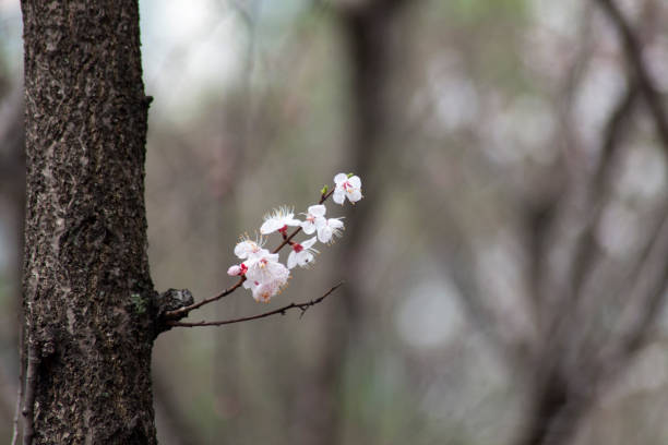 Bloosom cereza - foto de stock