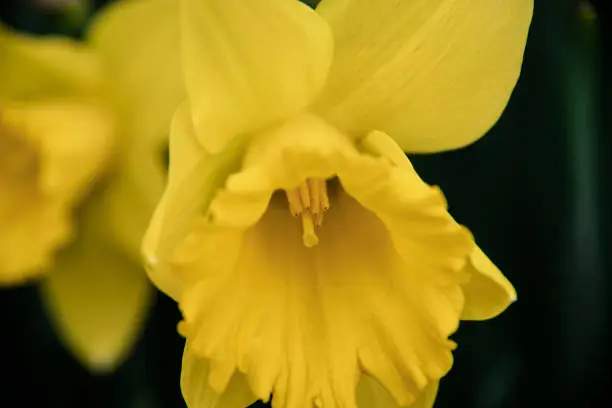 Close-up on a narcissus flower. In focus the flower stamen with pollen.