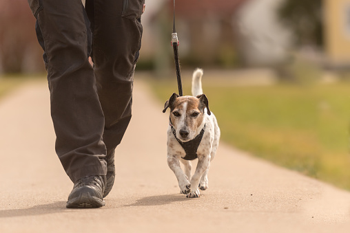 Dog handler walks with her little dog on a road - cute Jack Russell Terrier doggy